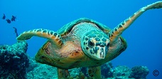 Turtle